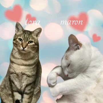 ライオンの飼育スタッフから出張トリマーを目指したワケとは？