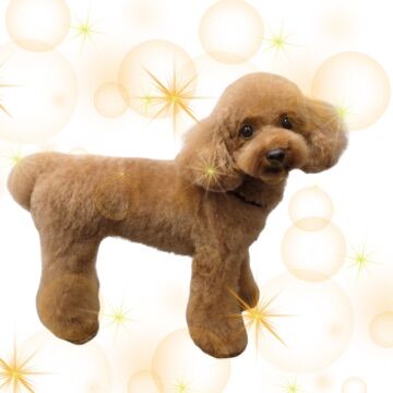 ライオンの飼育スタッフから出張トリマーを目指したワケとは？
