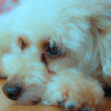 ライオンの飼育スタッフから出張トリマーを目指したワケとは？