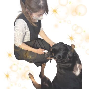 ライオンの飼育スタッフから出張トリマーを目指したワケとは？