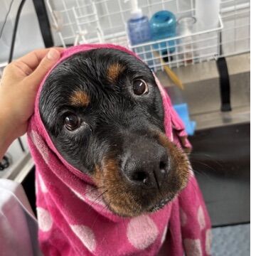 大型犬は出張トリミングがオススメ！