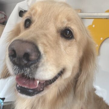 大型犬は出張トリミングがオススメ！
