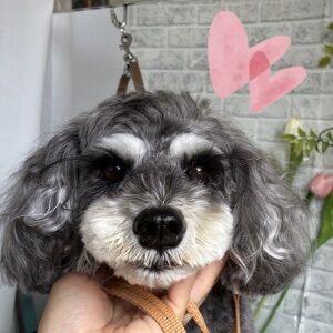トリミング嫌いなわんちゃんでも落ち着いてカットできるかも！？