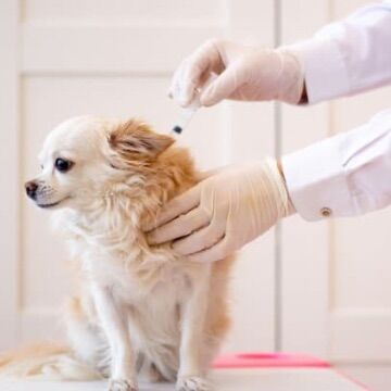 予防接種が打てないからトリミングできないと言われた事ありませんか？