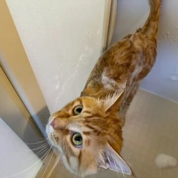 猫ちゃんのシャンプー、連れていくだけで血まみれ！？