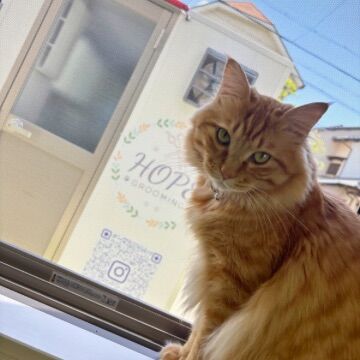 猫ちゃんのシャンプー、連れていくだけで血まみれ！？