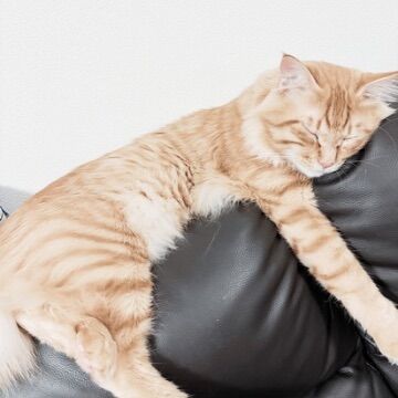 猫ちゃんのシャンプー、連れていくだけで血まみれ！？