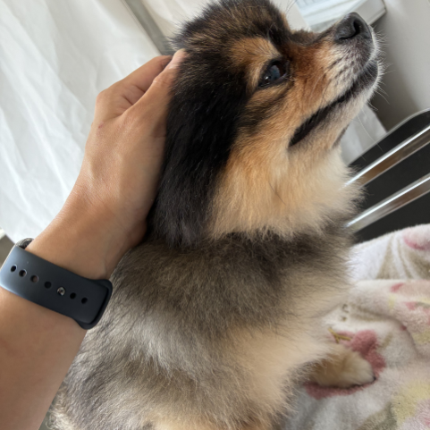 愛犬の熱中症対策、家の中だけになってませんか？