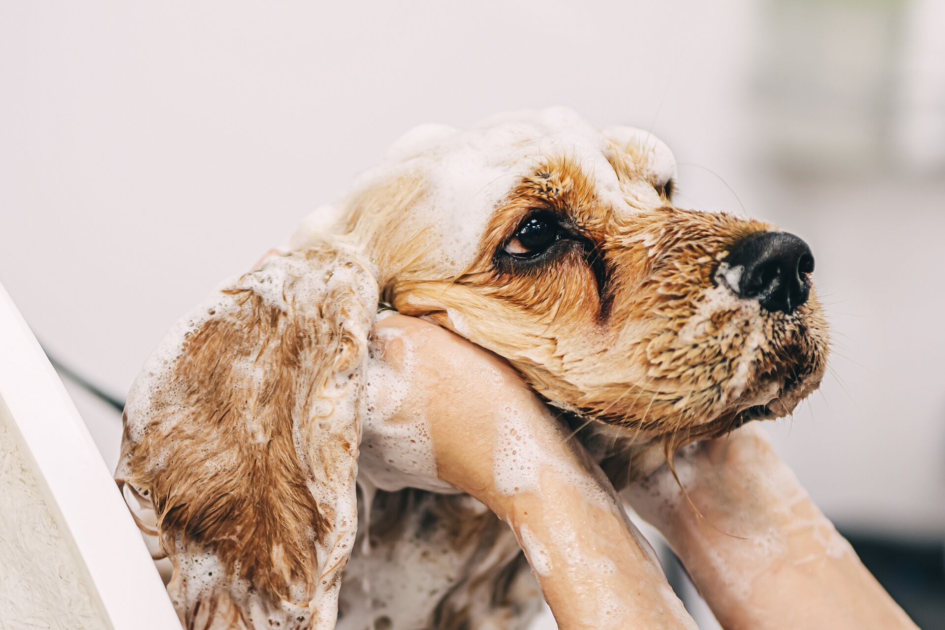 老犬